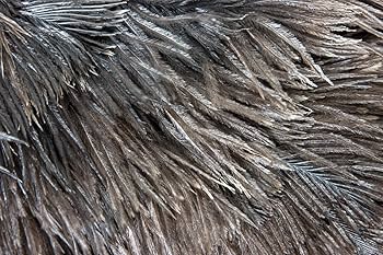 リアルな羽毛☆ラリック フィギュリン うずら 鶉 16㎝ 重量1.1