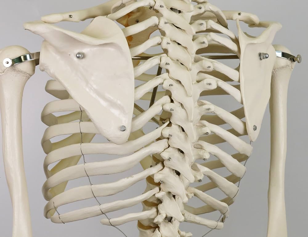 Amazon.co.jp: 等身大の全身骨格模型 スタン・標準型骨格モデル，吊り