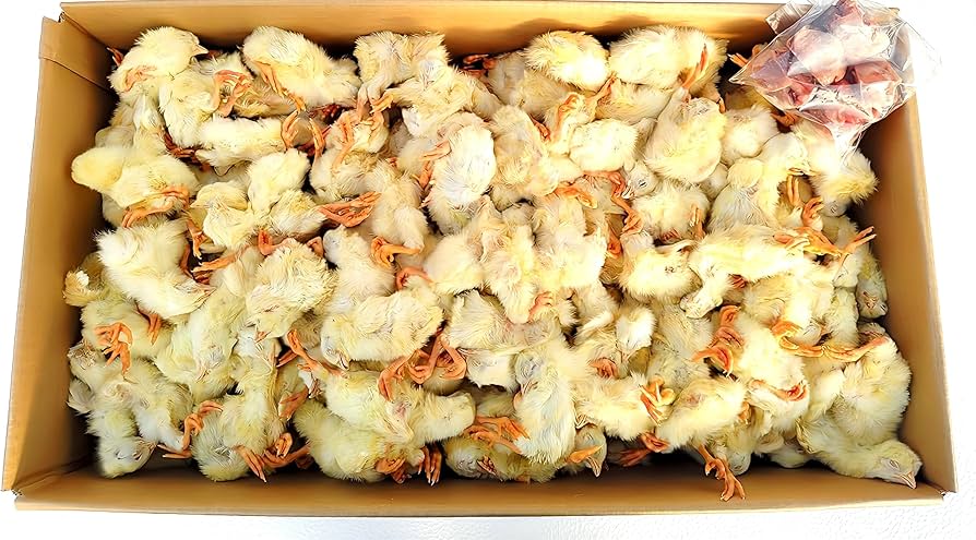 国産】冷凍ひよこ 200羽 猛禽類・大型爬虫類のエサ用 クール便発送