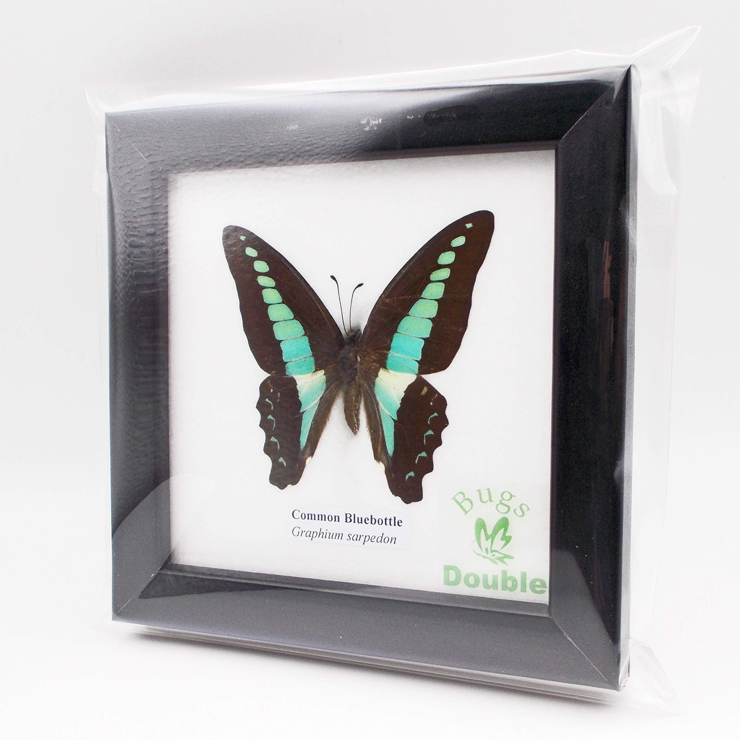 蝶の標本 インドの珍しいアゲハチョウ(A1) 蝶の標本 インドの珍しい