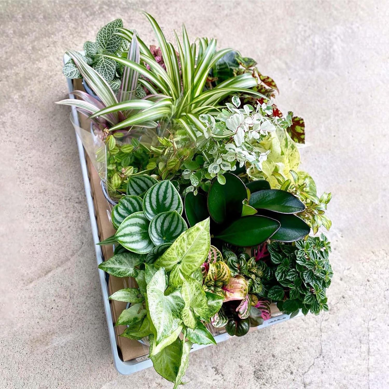 R71特大流木 アク抜き済み流木 爬虫類シェルター 登り木 インテリア