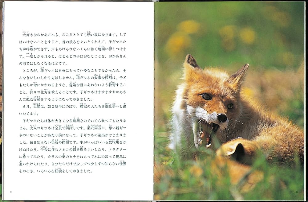 Amazon.co.jp: キタキツネのおかあさん (たくさんのふしぎ傑作集