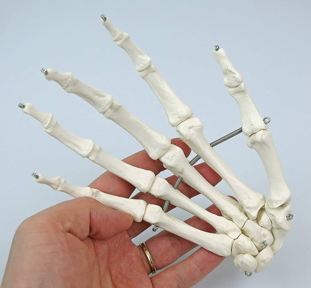 Amazon.co.jp: 全身の骨を集めた骨模型セット，各骨を詳しく観察でき