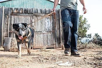 Amazon | Carhartt(カーハート) ペットベスト ネオプレン製ベスト S