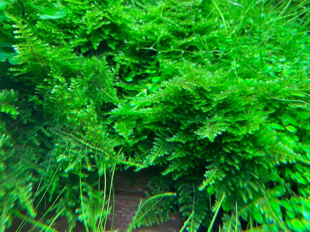 水草トリミング水中葉無農薬無害虫