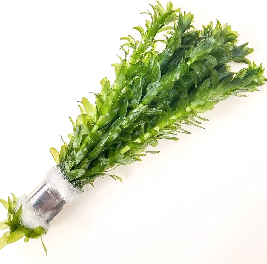 Amazon | アナカリス オオカナダモ 10本 鉛巻き 国産 無農薬 アクア