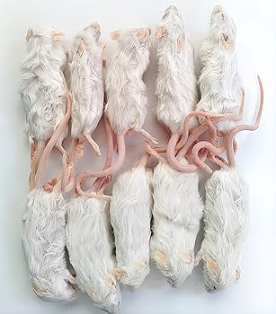 Amazon | 国産 冷凍マウス アダルト10匹 | しあわせをよぶふくろうの城