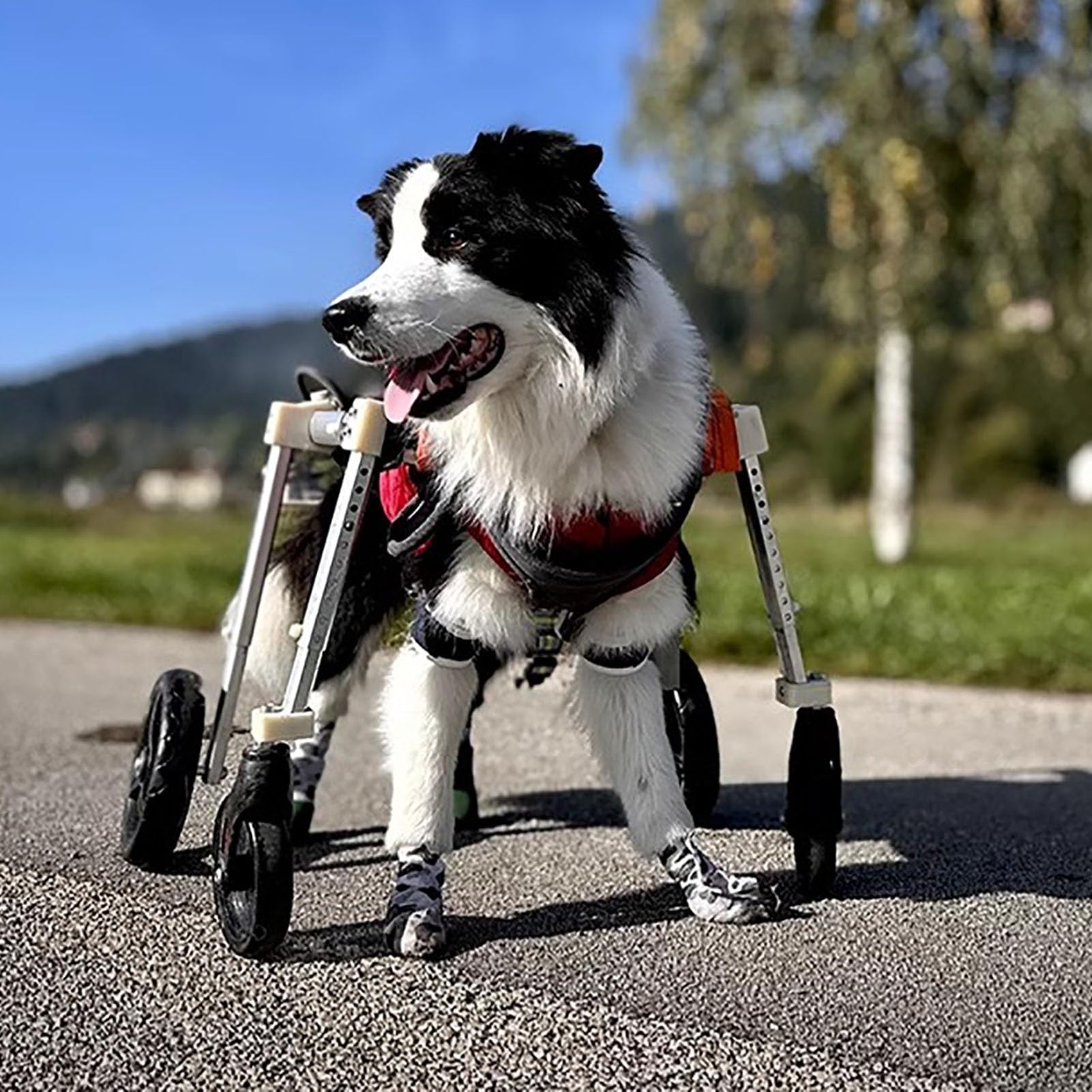 Amazon.co.jp: Elitix Xs to XXL 犬用車いす 4輪は2輪、障害のある犬用