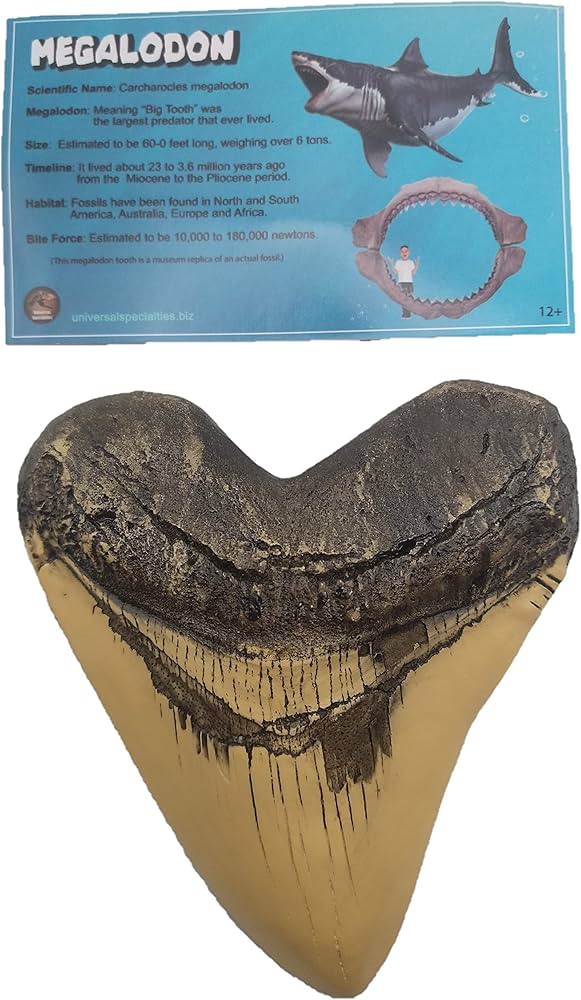 最大級 メガロドン 化石 サメの歯 423g 隕石 恐竜 爪 牙 三葉虫 骨 国内