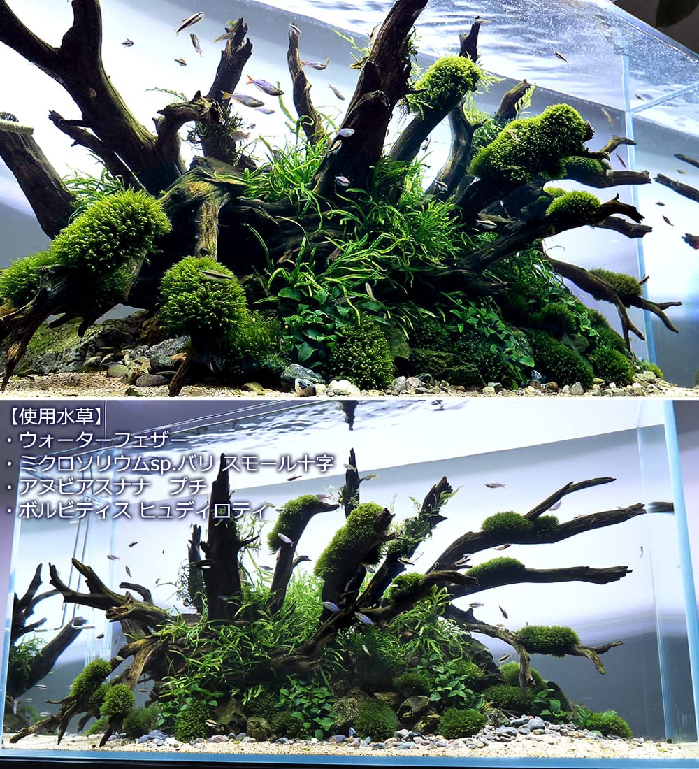 Amazon.co.jp: （水草）ボルビティス ヒュディロティ（水中葉）（無
