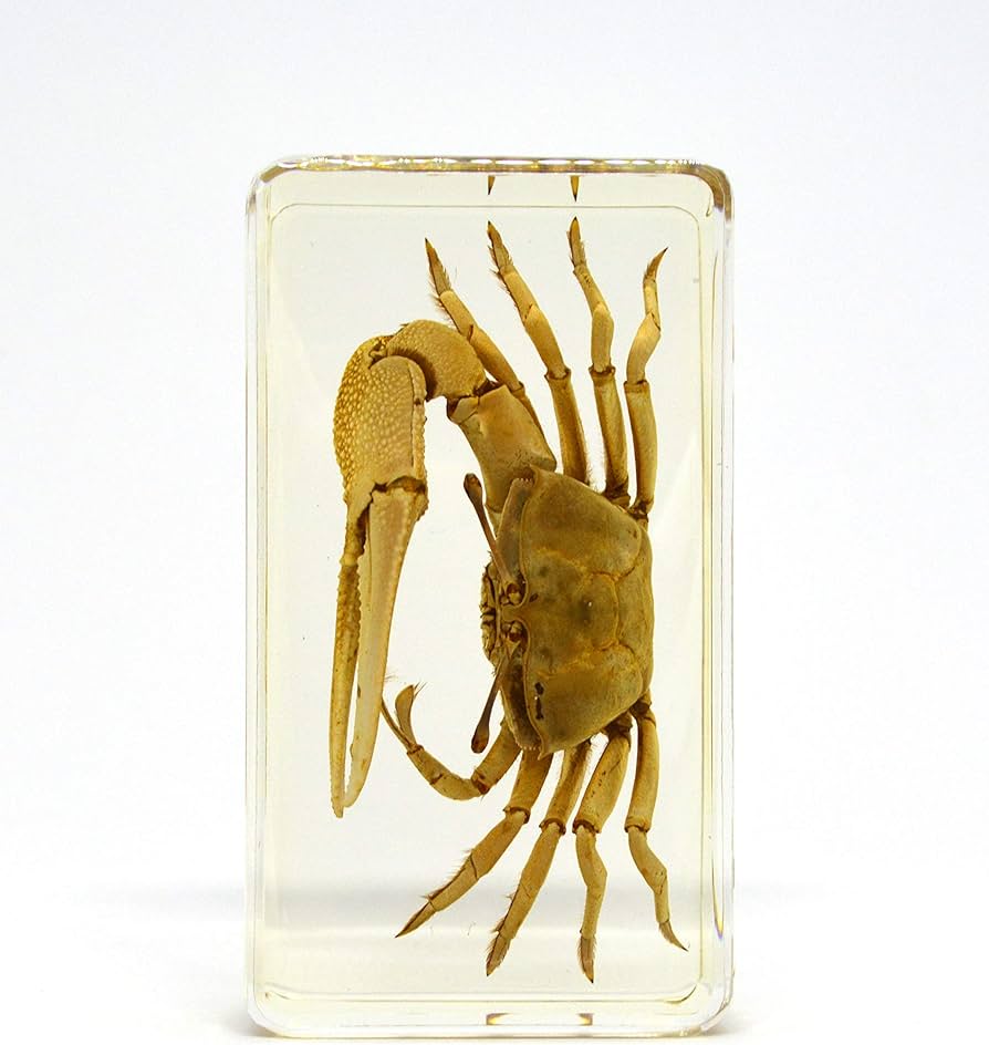 Amazon | [透明標本制作所]樹脂封入 標本 カニ Cタイプ 蟹/本物/生物