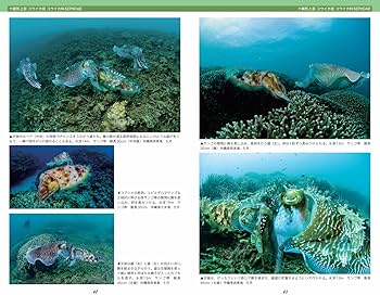 決定版 日本のイカ・タコ | 土屋 光太郎, 阿部 秀樹 |本 | 通販 | Amazon