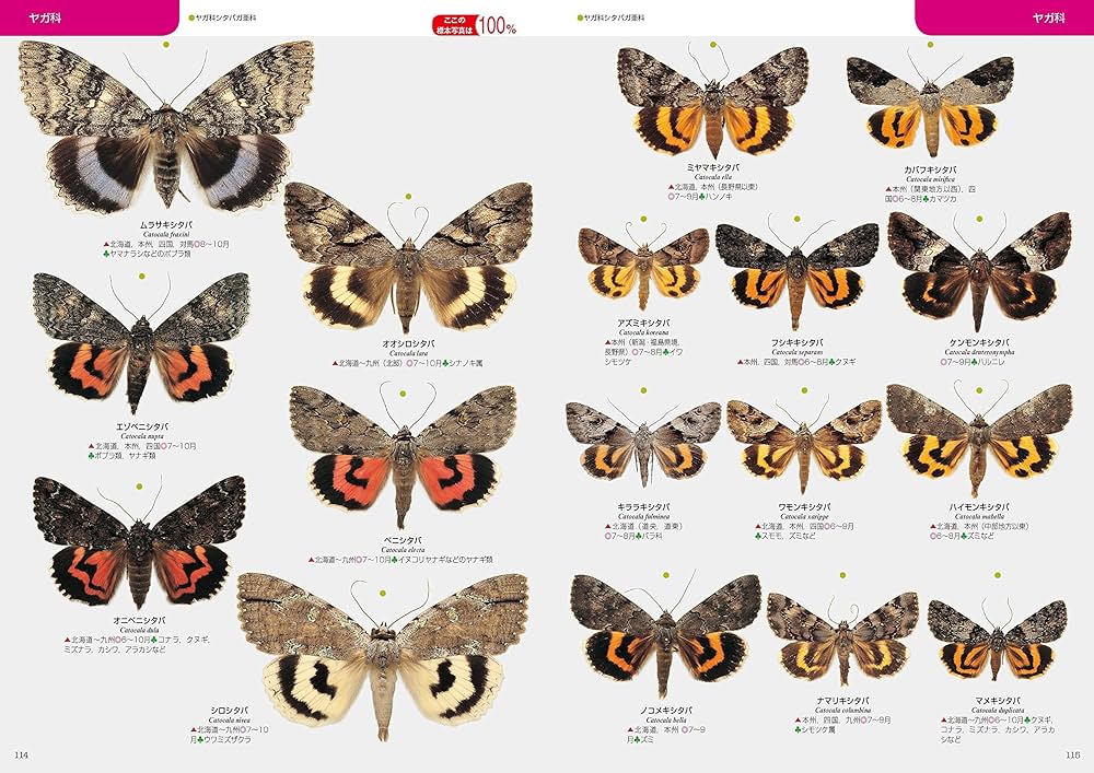 日本の蛾 | 岸田泰則 |本 | 通販 | Amazon