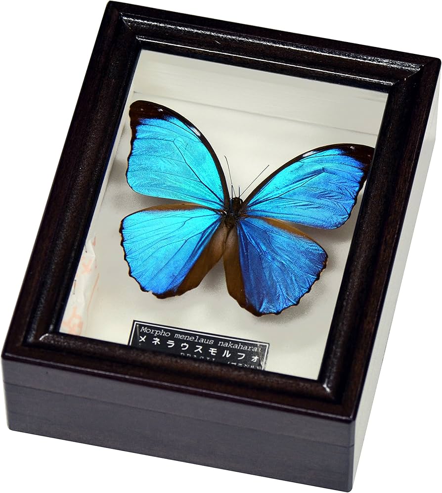 Amazon | 青く輝く美しい蝶の標本 名和昆虫博物館企画・製作