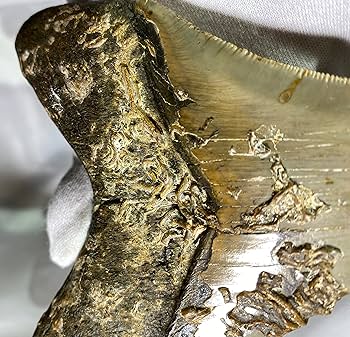 メガロドンの歯 [MG208] 化石 メガロドンの歯034｜恐竜・化石グッズの