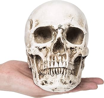Amazon.co.jp: MyGift 9インチ レプリカ リアルな人間のスケルトン