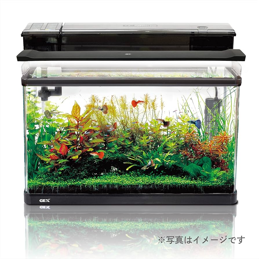 Amazon | ジェックス GEX AQUARIUM ラピレスRV60N 曲げガラス水槽W60