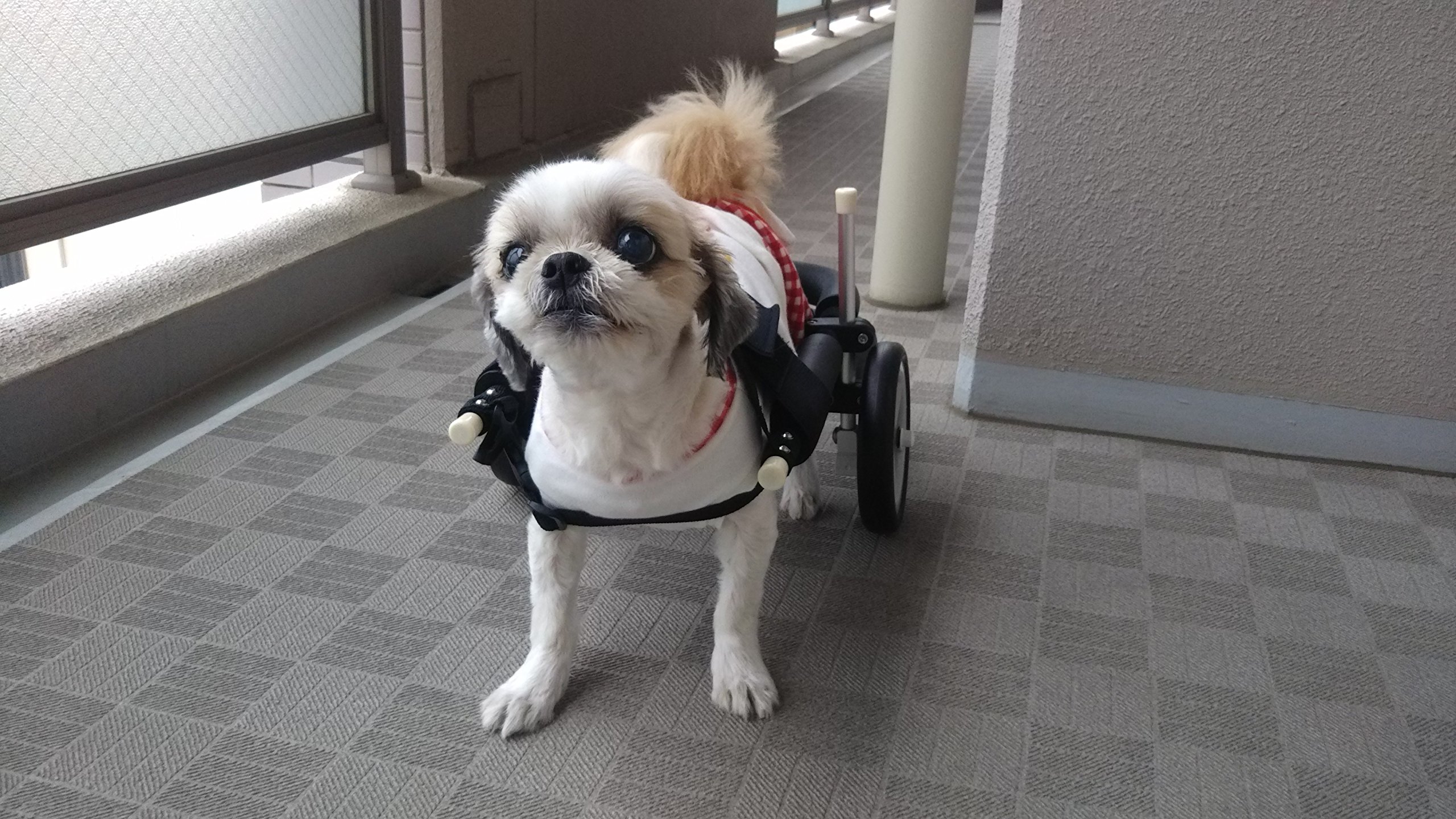 Amazon.co.jp: 犬用車椅子 歩行器 小型犬用 オーダーメイド 2輪 室内