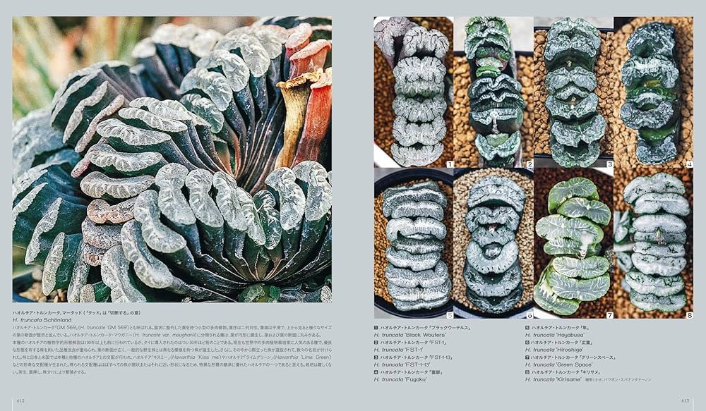 多肉植物全書 All about SUCCULENTS | パワポン・スパナンタナーノン