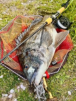 Amazon | （TEAM TSURIO RAINBOW⑧）TTR 八明角 チタン 八角形 タモ枠