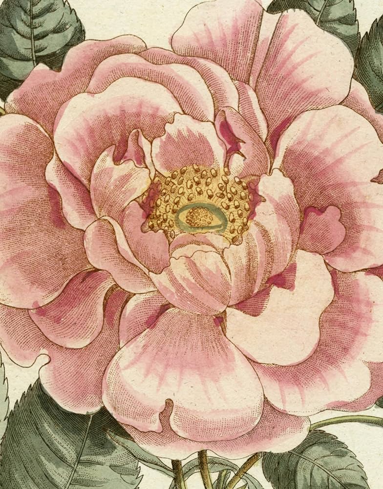 John Derian Picture Book II: Derian, John: 9781648294167: Amazon