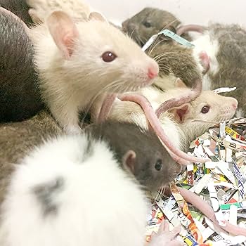 Amazon | 【冷凍便】国産冷凍ラット ピンク 生後1～5日 ももたろう