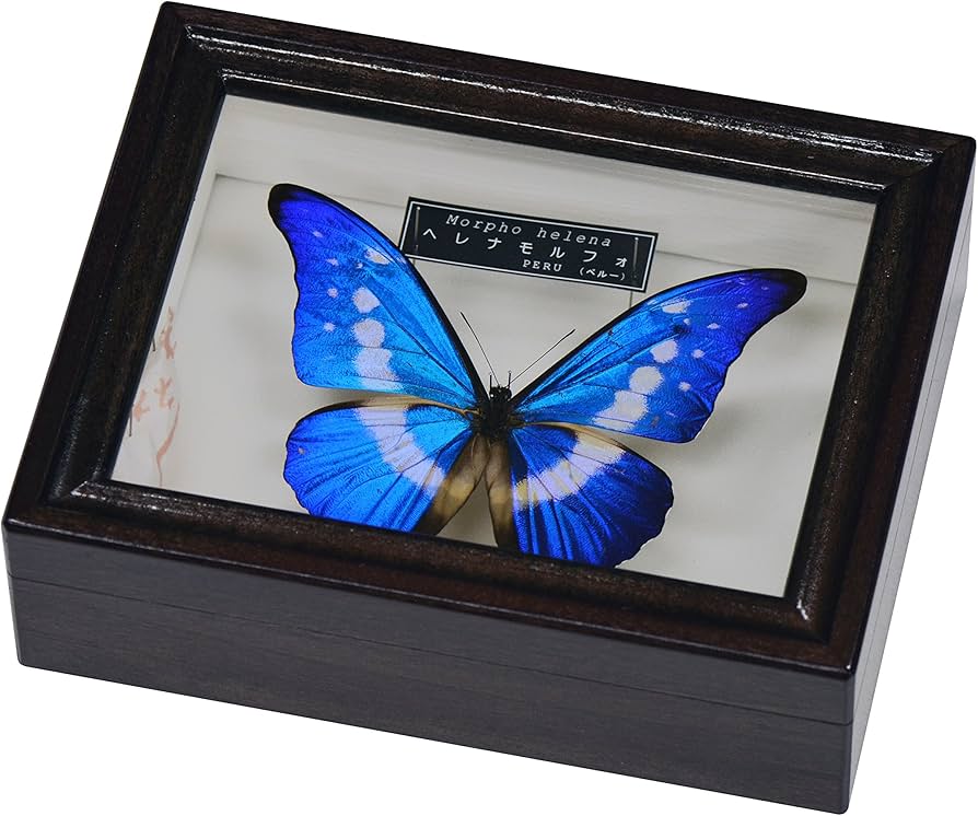 Amazon | 世界で最も美しいとされる蝶の標本 名和昆虫博物館企画・製作
