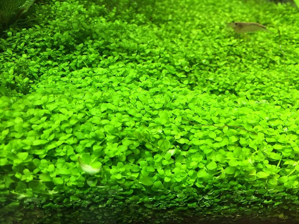 水草トリミング水中葉無農薬無害虫