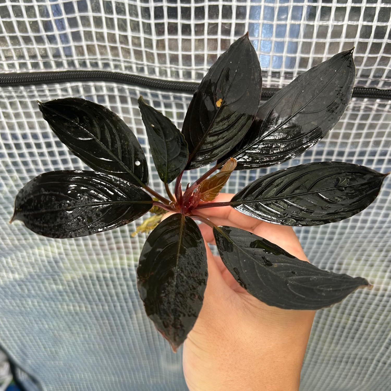 MTW-6351 蔦流木1点物 アーチ流木 90cm水槽用流木 アクアリウム MTW