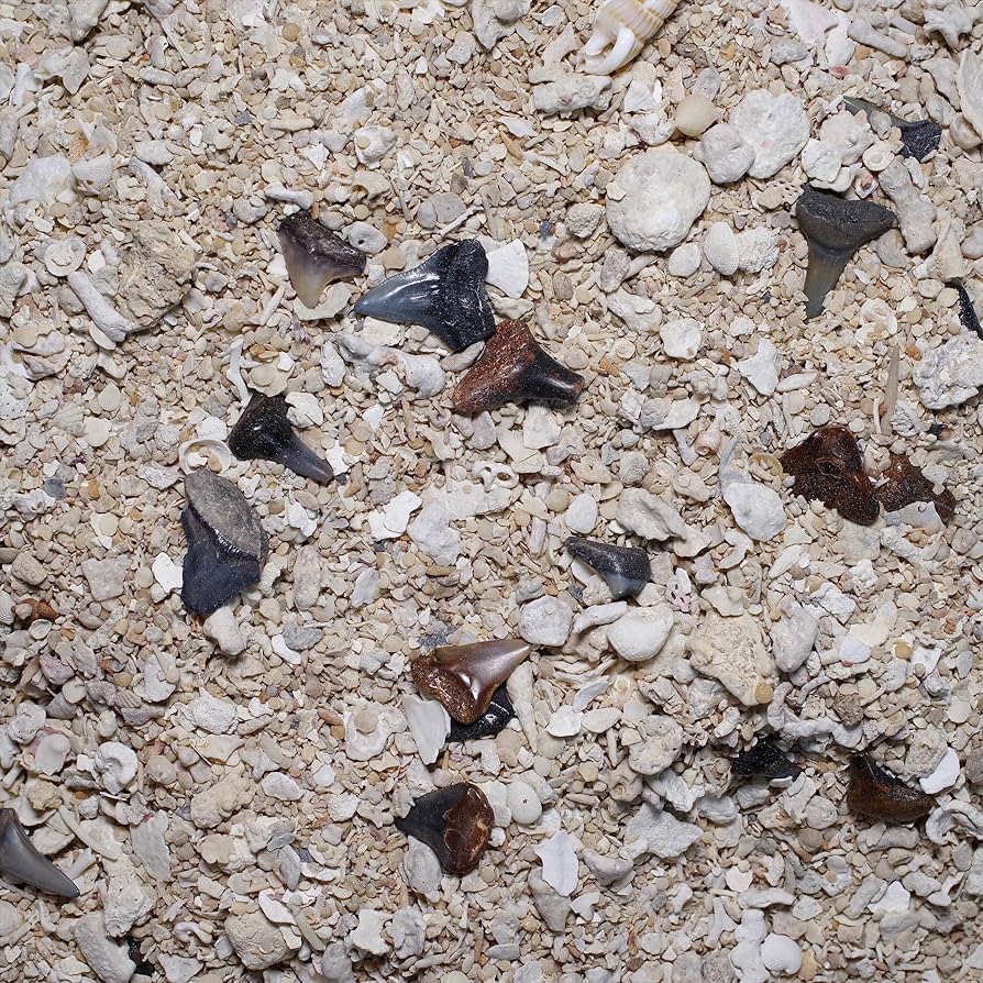 800年前のサメの背骨の化石 800年前のサメの背骨の化石 サメの脊椎の