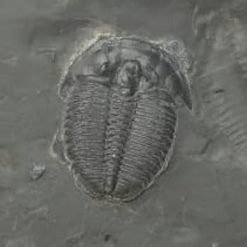 Amazon.co.jp: SCIENCE 母岩付化石標本「三葉虫 エルラシア・キンギ