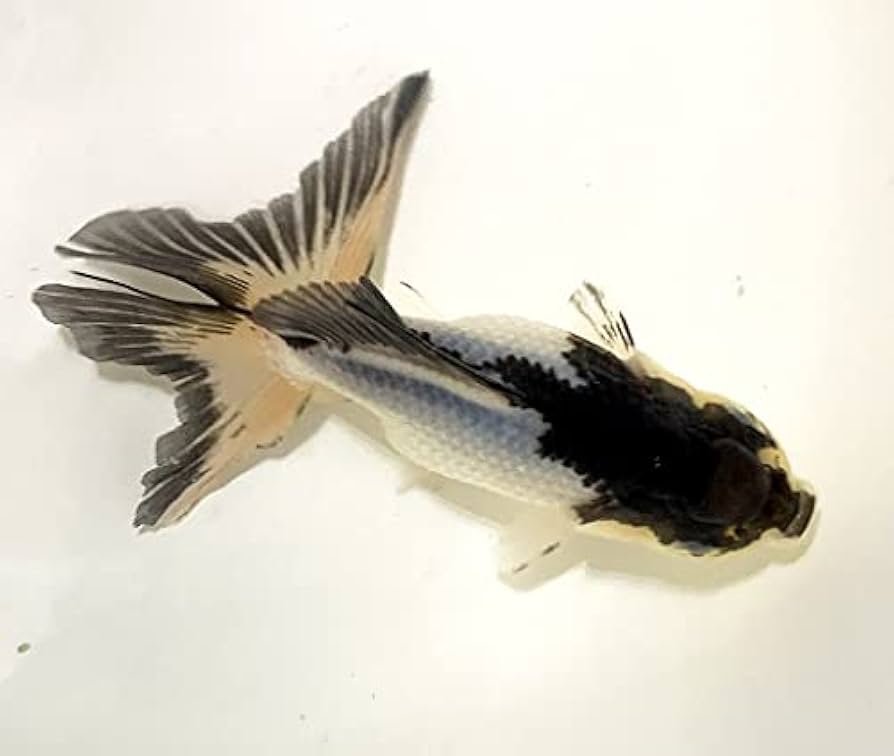 オリジナルプリント ヨコギアラオ 005_1 成田空港コンコース 2011年