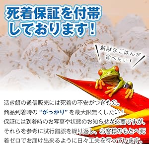 Amazon.co.jp: 自然工房あまぷれファーム 餌用 コオロギ SSサイズ 栄養