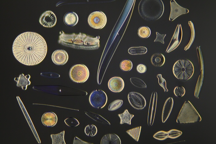 顕微鏡による拡大写真有り】MTG ドイツ語 Tropical 顕微鏡による拡大