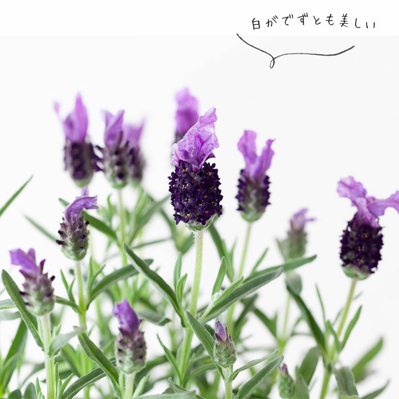 ラベンダーツインサマー｜紫の花苞に白が混じる、バイカラー種