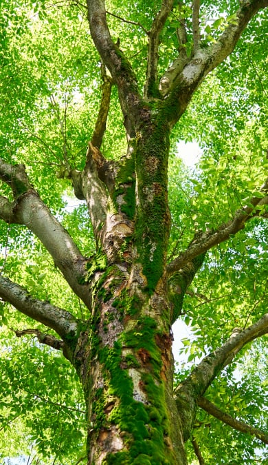 標本展「美しきカザリシロチョウの世界」 | イベント | 三重県民の森