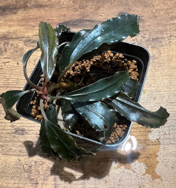 ブセファランドラsp.クアラクアヤンtype2 - 熱帯魚のmishima