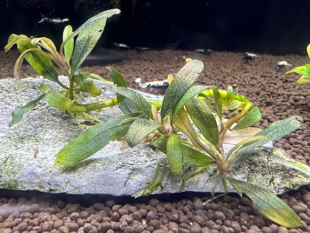 ブセファランドラ・クアラクアヤン 一塊超大量 ② ブセファランドラ