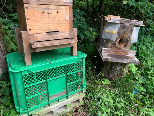 日本みつばちの分蜂群捕獲用 待ち箱ハイブリッド