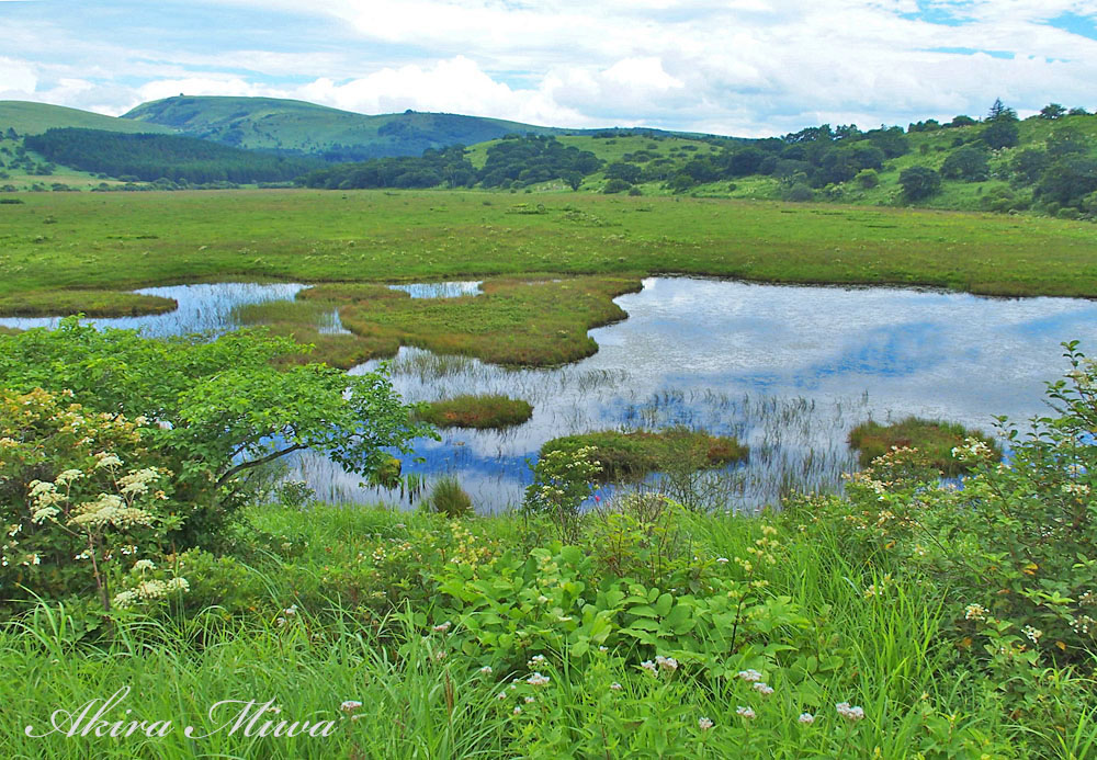 霧ヶ峰の八島湿原は天空の花園｜スカイパークホテルの朝霧