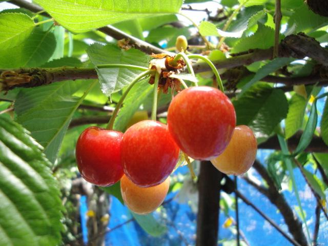 宮菜園-サクランボ