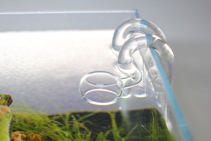魅せる大人のお洒落な30cm水槽を作る リリィパイプとCO2拡散器