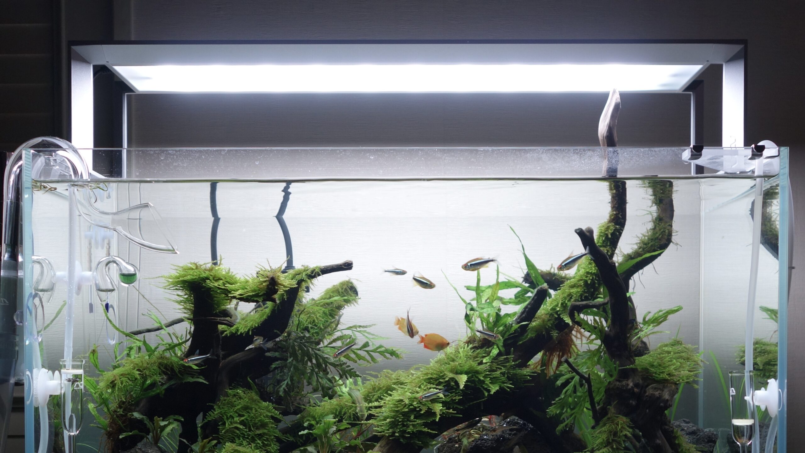 最低限これだけは知っておきたい初心者向け水草育成論①〜照明編