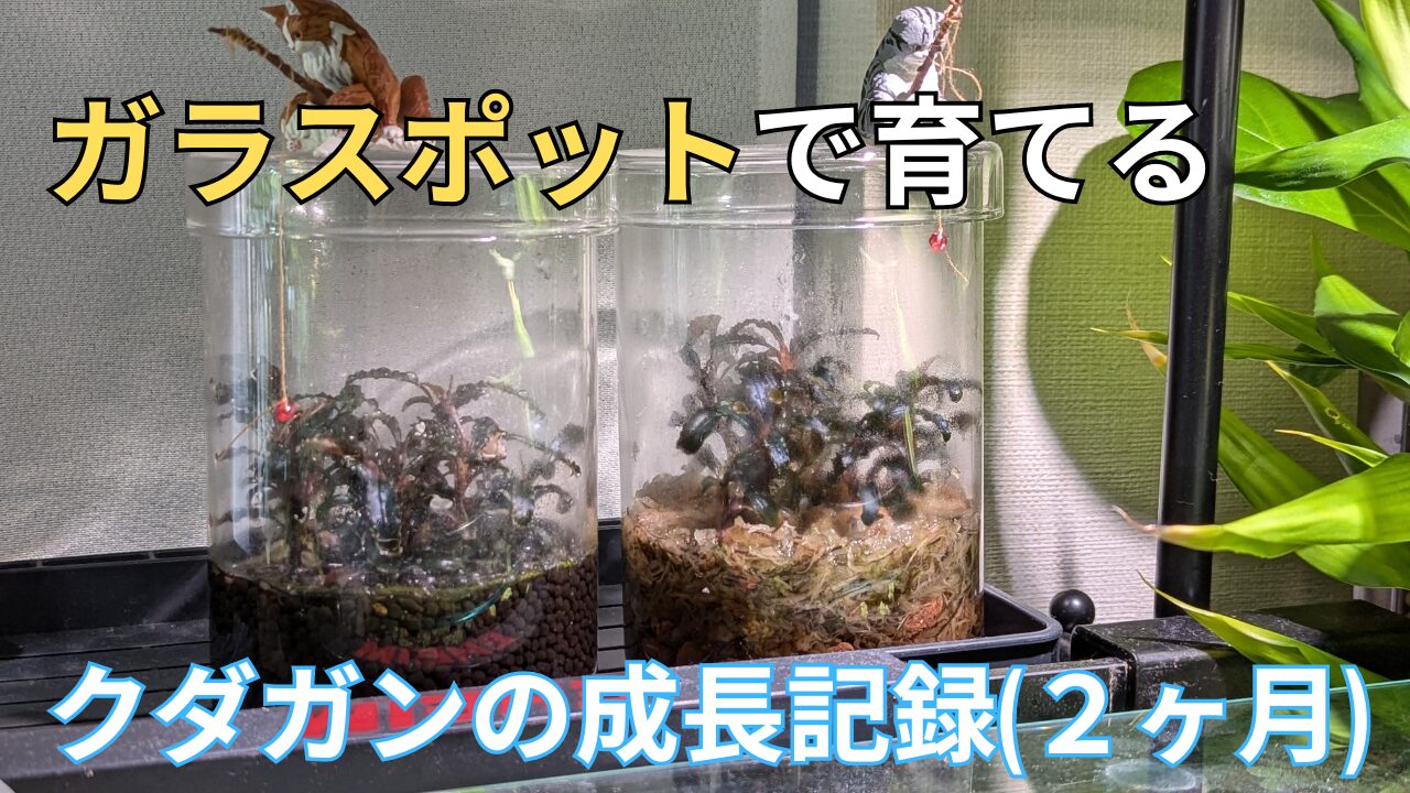 ブセファランドラ・クダガン(1.2.grow)群生株 ブセファランドラ