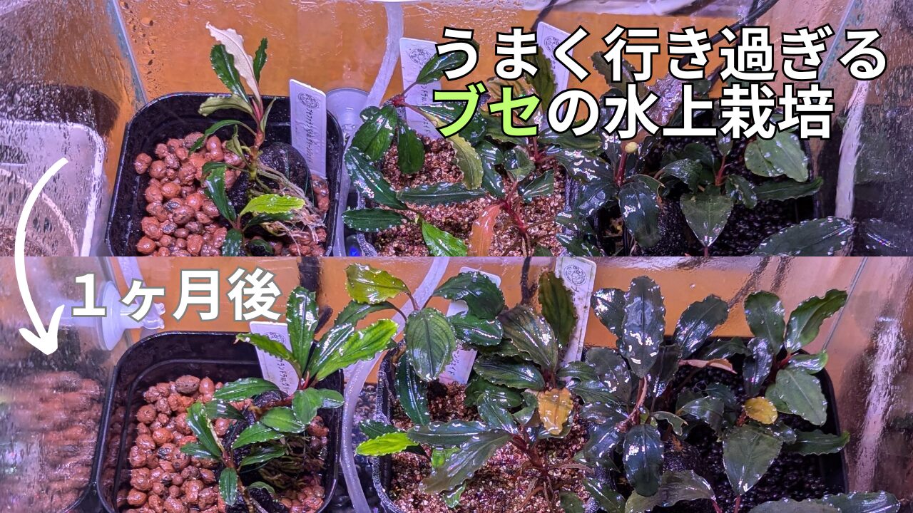 ブセファランドラ 4種セット 水上育成