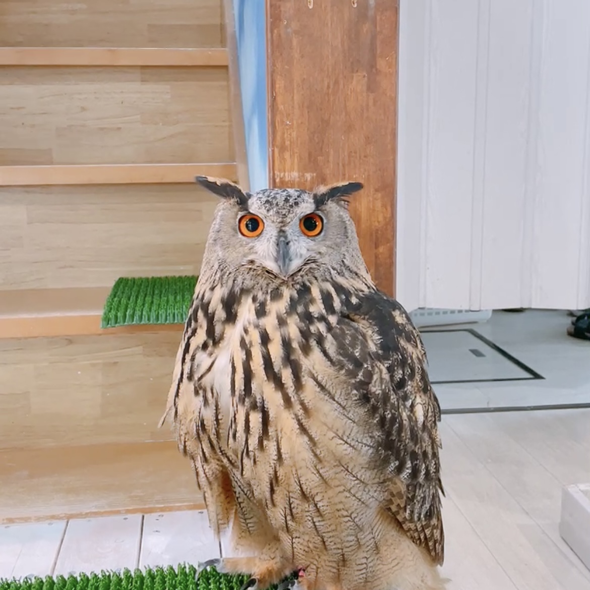 ユーラシアワシミミズク☆ひまり - ふくろうのいる森カフェ