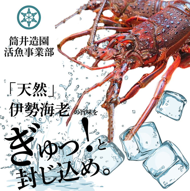 冷凍 天然 土佐の伊勢海老 | 小・Sサイズ 土佐湾 クール便冷凍でお届け