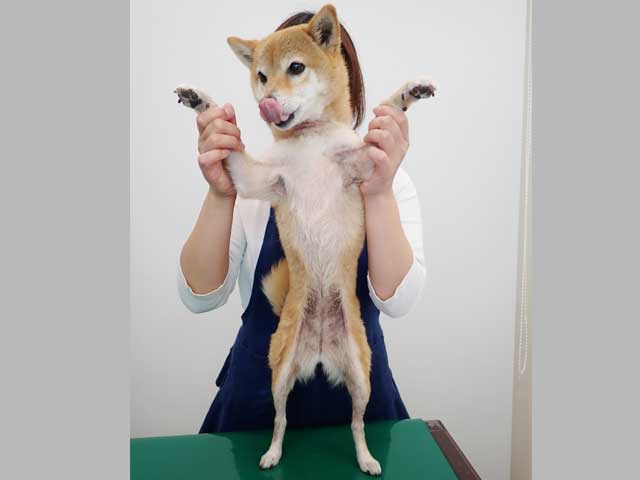 アロペシアGR+ 1袋（30粒） | 犬の皮膚科 メディカルスキンケアセンター