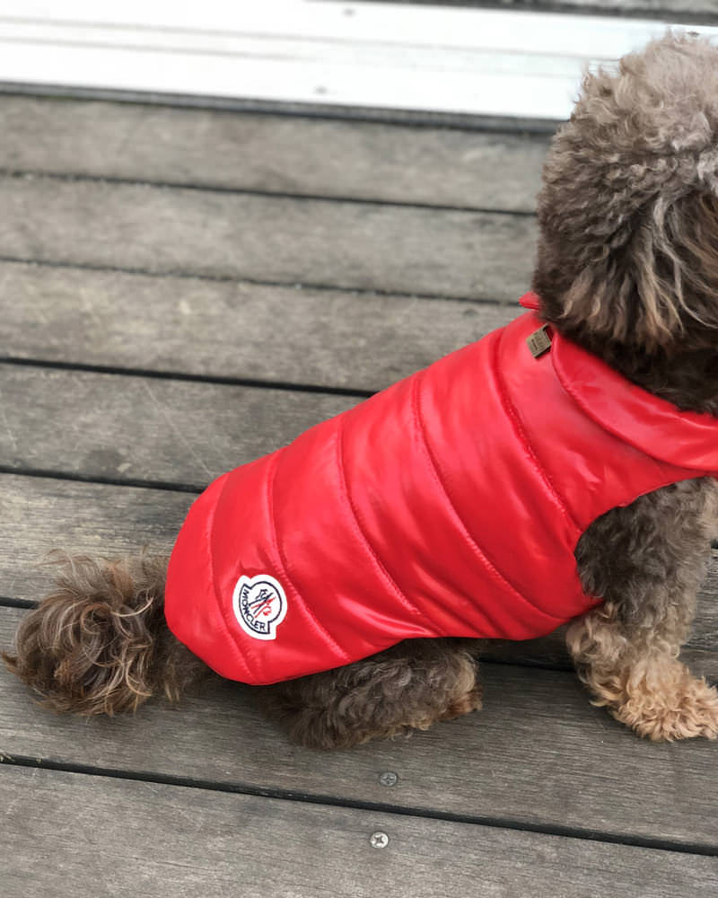 モンクレール MONDOG 犬用ダウン2WAY 在庫商品 - モンクレール(MONCLER