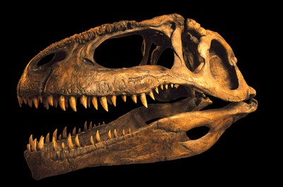 令和6年度特別展「恐竜研究200年」(北海道)の情報｜ウォーカープラス